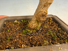 Load image into Gallery viewer, Trident Maple 004