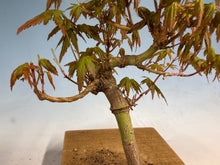 Load image into Gallery viewer, Japanese Maple 005
