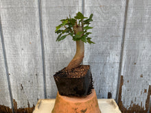 Load image into Gallery viewer, Trident Maple #1