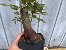 Load image into Gallery viewer, Zelkova, Japanese Grey Bark Elm #19