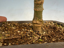 Load image into Gallery viewer, Shishigashira Japanese Maple 006