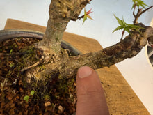 Load image into Gallery viewer, Kotohime Japanese Maple-007 Var. Dwarf Goshiki