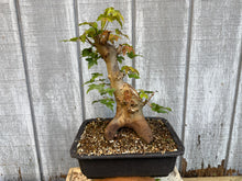 Load image into Gallery viewer, Trident Maple #48
