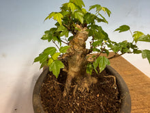 Load image into Gallery viewer, Trident Maple 020