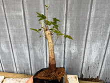 Load image into Gallery viewer, Trident Maple #25