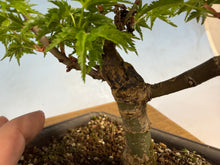 Load image into Gallery viewer, Shishigashira Japanese Maple 006