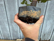 Load image into Gallery viewer, Zelkova, Japanese Grey Bark Elm #15