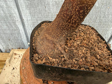 Load image into Gallery viewer, Trident Maple #33