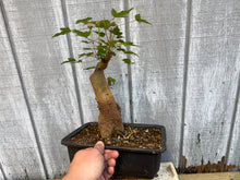 Load image into Gallery viewer, Trident Maple #47