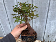 Load image into Gallery viewer, Zelkova, Japanese Grey Bark Elm #16
