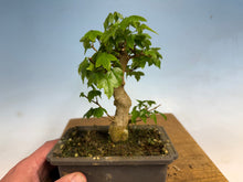 Load image into Gallery viewer, Trident Maple 009