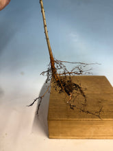 Load image into Gallery viewer, Chinese Elm, Ulmus Parvifloria, 3-4 year, Cut Back