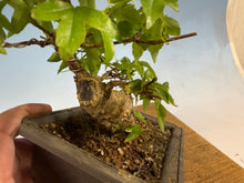 Load image into Gallery viewer, Trident Maple 025