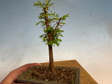Load image into Gallery viewer, Dawn Redwood 004