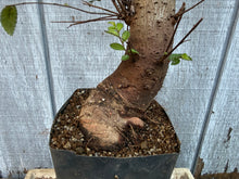 Load image into Gallery viewer, Chinese Elm #2