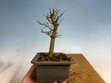 Load image into Gallery viewer, Zelkova, Japanese Grey Bark Elm 007