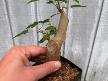 Load image into Gallery viewer, Trident Maple #32