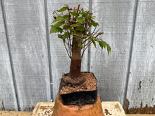 Load image into Gallery viewer, Zelkova, Japanese Grey Bark Elm #10