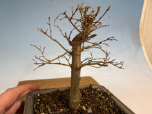 Load image into Gallery viewer, Zelkova, Japanese Grey Bark Elm 007
