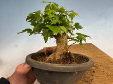 Load image into Gallery viewer, Trident Maple 020