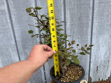Load image into Gallery viewer, Korean Hornbeam, Carpinus Koreana
