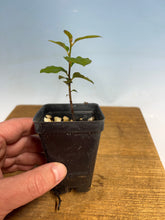 Load image into Gallery viewer, Princess Persimmon