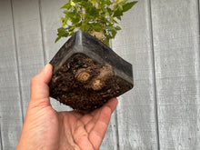 Load image into Gallery viewer, Trident Maple #34