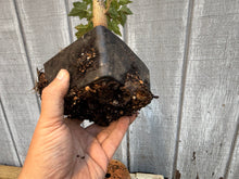 Load image into Gallery viewer, Trident Maple #20