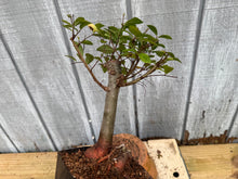 Load image into Gallery viewer, Zelkova, Japanese Grey Bark Elm #4