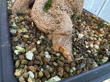 Load image into Gallery viewer, Trident Maple #49