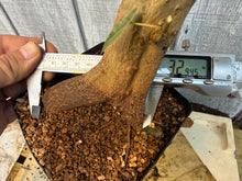 Load image into Gallery viewer, Trident Maple #17
