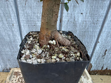 Load image into Gallery viewer, Chinese Elm #4