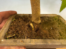 Load image into Gallery viewer, Trident Maple 012