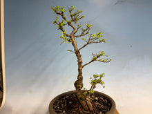 Load image into Gallery viewer, Chinese Elm var. Yatsabusa Cork Bark 002