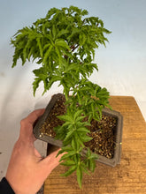 Load image into Gallery viewer, Shishigashira Japanese Maple 015