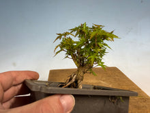 Load image into Gallery viewer, Kotohime Japanese Maple-015