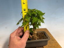 Load image into Gallery viewer, Trident Maple 014