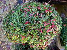 Load image into Gallery viewer, Chirimen Star Asian Jasmine 5-6 yrs old