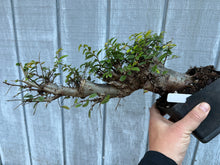 Load image into Gallery viewer, Chinese Elm #6
