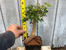 Load image into Gallery viewer, Trident Maple #16