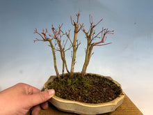 Load image into Gallery viewer, Japanese Maple Forest-Koyo pot-001