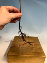 Load image into Gallery viewer, Bald Cypress Bare Root-Large Size 12-20”