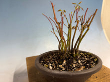Load image into Gallery viewer, Japanese Maple Clump 001-11 Trees