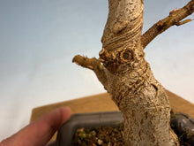 Load image into Gallery viewer, Trident Maple 004