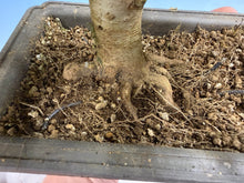 Load image into Gallery viewer, Trident Maple 027