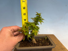 Load image into Gallery viewer, Kotohime Japanese Maple-013