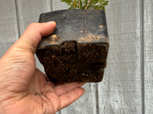 Load image into Gallery viewer, Zelkova, Japanese Grey Bark Elm #4
