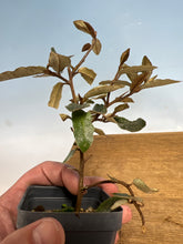 Load image into Gallery viewer, Gumi (Eleagnus)