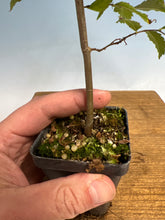 Load image into Gallery viewer, Zelkova