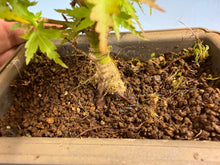 Load image into Gallery viewer, Kotohime Japanese Maple-013